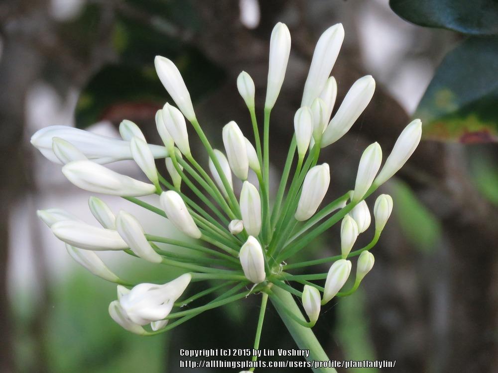 Photo of Lily of the Nile (Agapanthus africanus 'Albus') uploaded by plantladylin