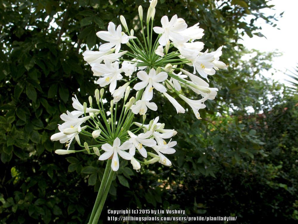 Photo of Lily of the Nile (Agapanthus africanus 'Albus') uploaded by plantladylin