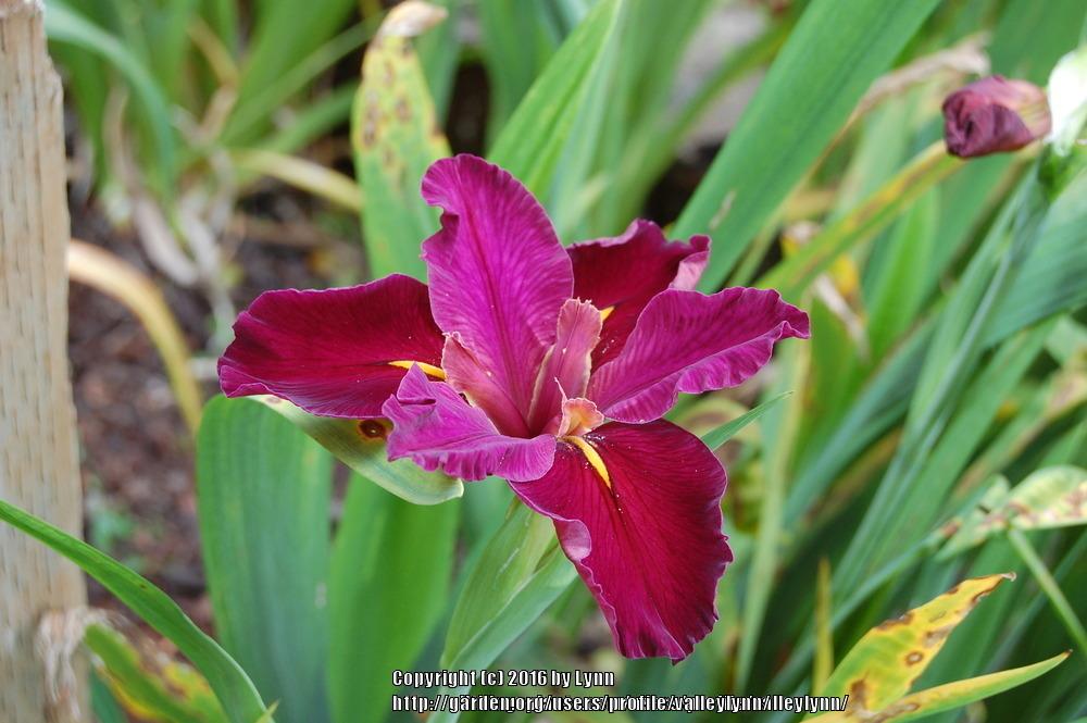 Photo of Louisiana Iris (Iris 'Red Velvet Elvis') uploaded by valleylynn