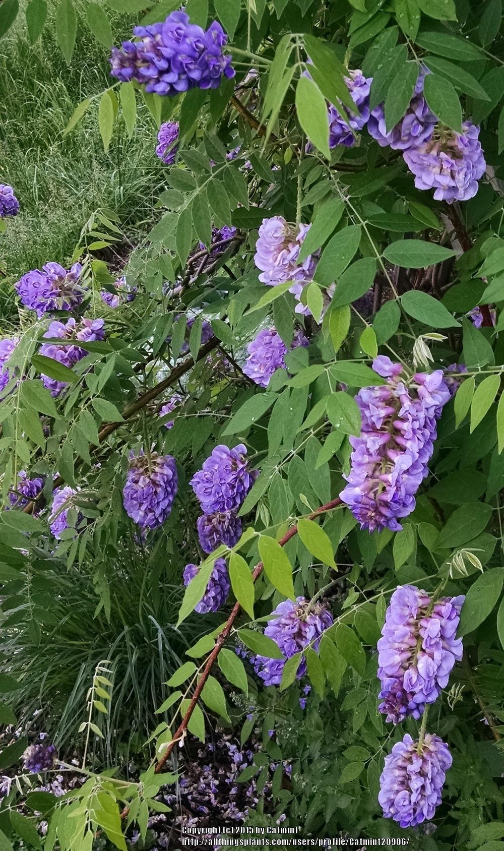 Photo of American Wisteria (Wisteria frutescens 'Amethyst Falls') uploaded by Catmint20906
