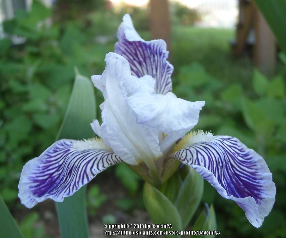 Photo of Tall Bearded Iris (Iris 'Amoena') uploaded by DaveinPA