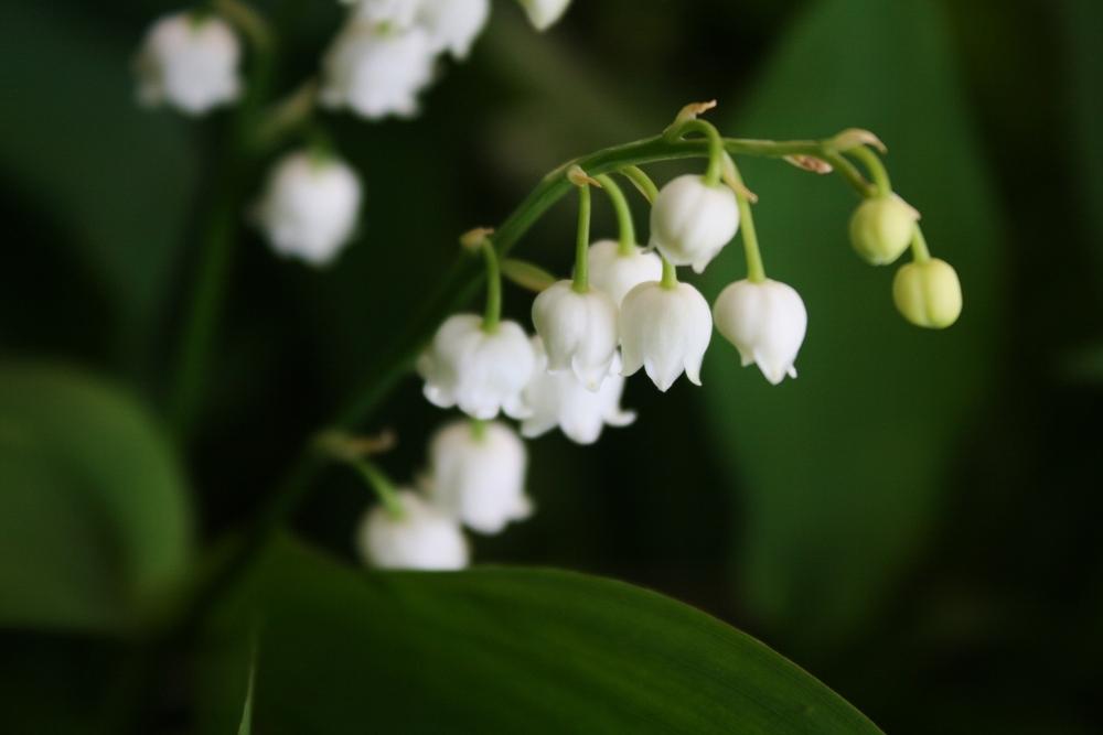 Photo of Pink Lily of the Valley (Convallaria majalis 'Rosea') uploaded by Daylilybaby