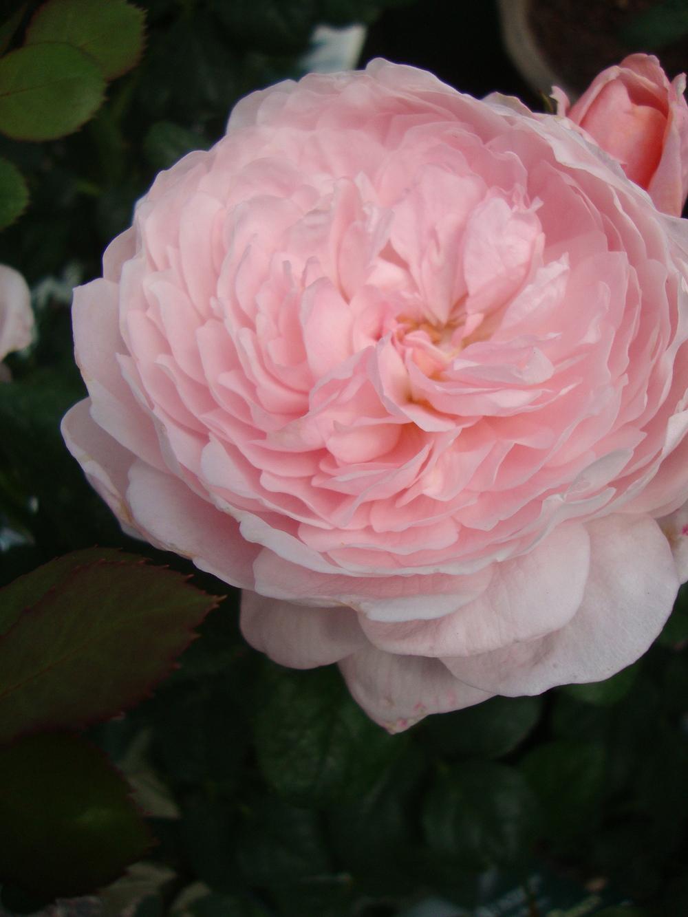 Photo of Rose (Rosa 'Queen of Sweden') uploaded by Paul2032
