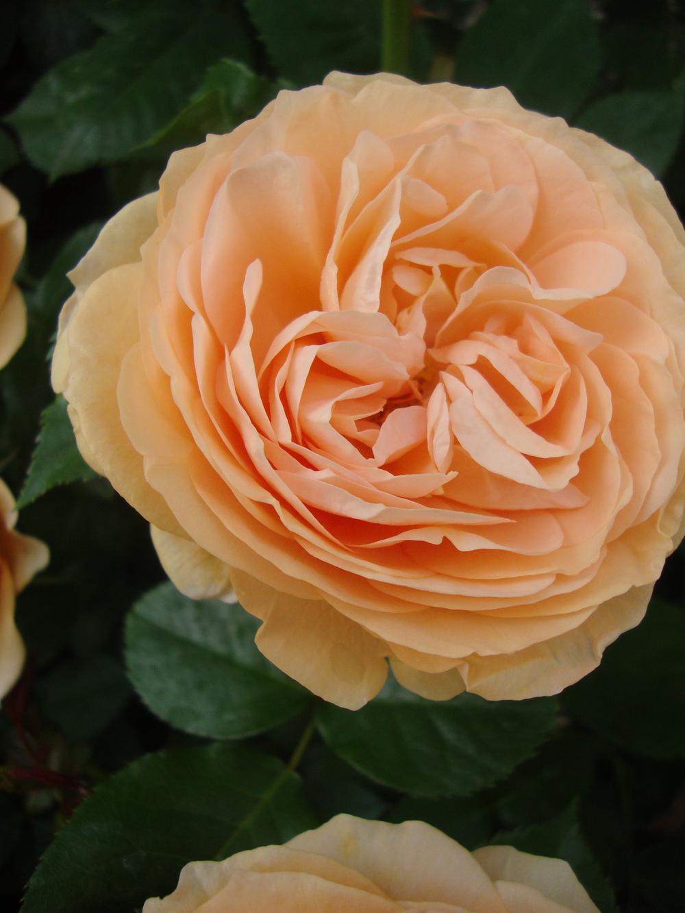 Photo of Rose (Rosa 'The Lady Gardener') uploaded by Paul2032