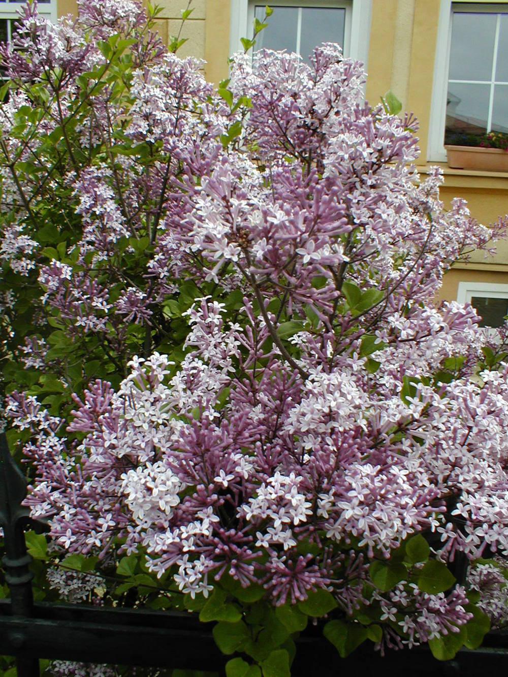 Photo of Dwarf Korean Lilac (Syringa pubescens subsp. pubescens) uploaded by admin