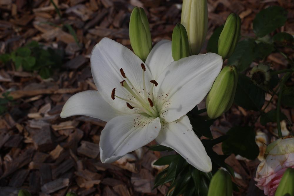 Photo of Lily (Lilium 'New Wave') uploaded by dave