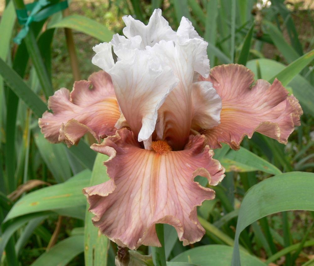 Photo of Tall Bearded Iris (Iris 'Emblematic') uploaded by janwax