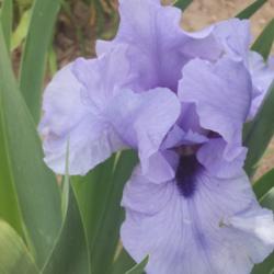 Location: Back iris garden
Date: 2015-05-14
Azure Apogee