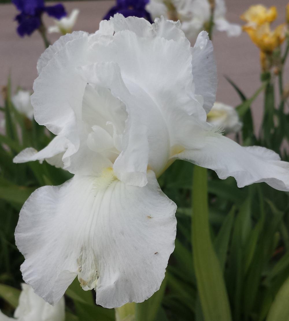 Photo of Tall Bearded Iris (Iris 'Swan Ballet') uploaded by ColoradoNan