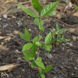 Location: Allentown, Pennsylvania
Date: 2015-05-07
A second-year sapling, shown in early May