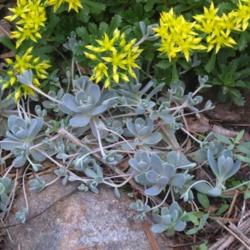 Location: Allentown, Pennsylvania
Date: 2015-05-20
doing its chaotic-pup spring thing at the base of some sedum