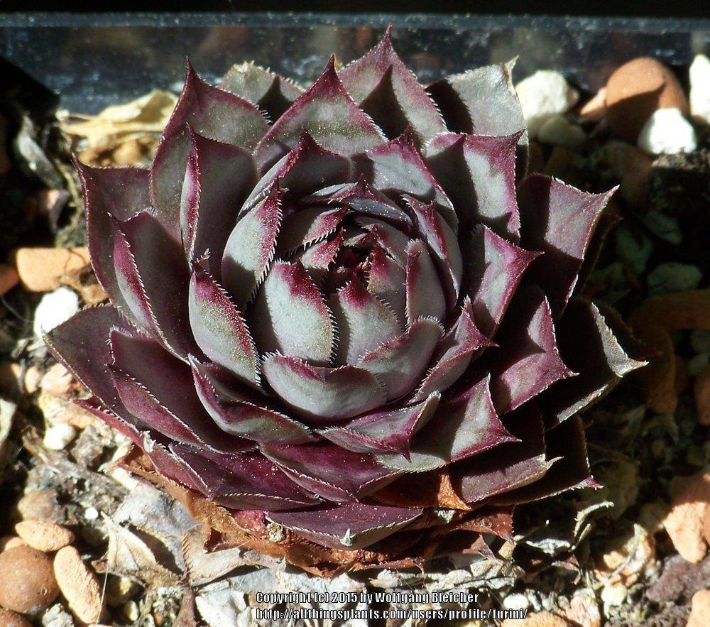 Photo of Hen and Chicks (Sempervivum 'Rofra') uploaded by turini