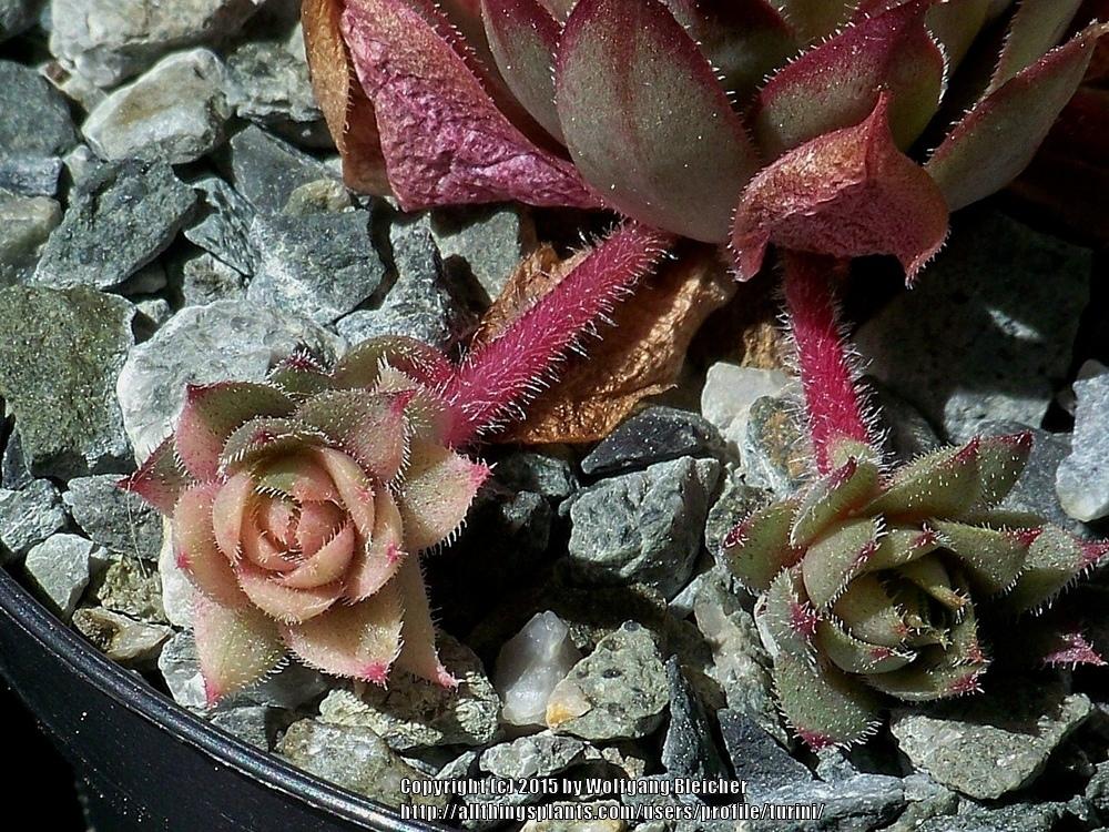 Photo of Hen and Chicks (Sempervivum 'Fuego') uploaded by turini