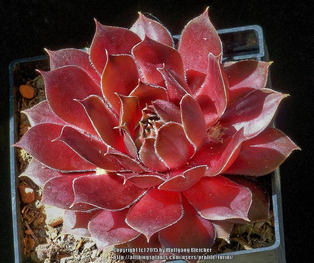 Photo of Hen and Chicks (Sempervivum 'Pacific Taffy Pink') uploaded by turini