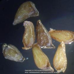 
Date: 2014-09-16
seeds under microscope