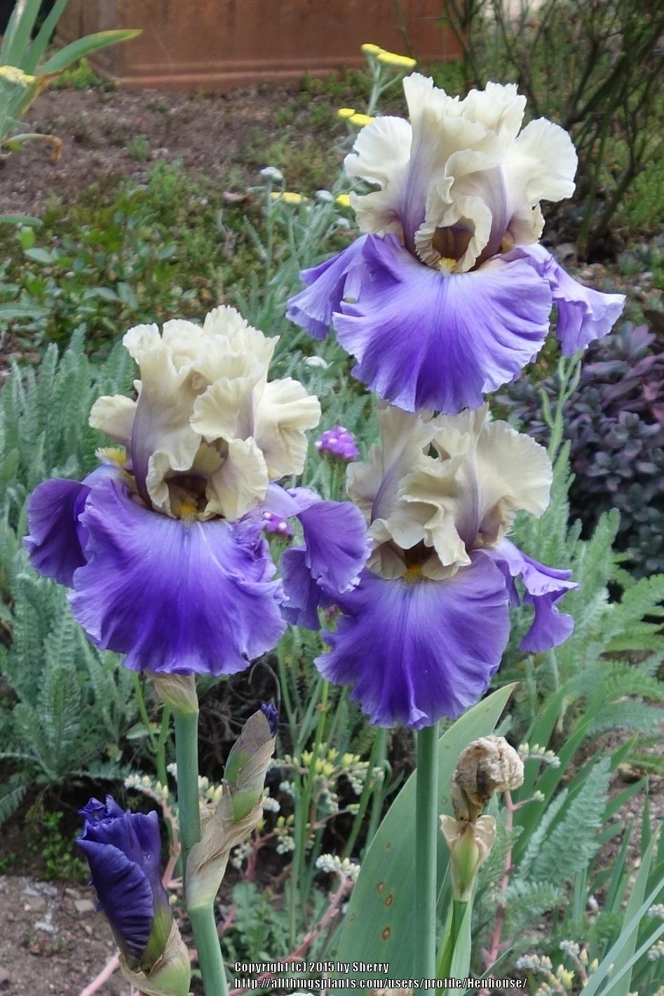 Photo of Tall Bearded Iris (Iris 'Subtle Beauty') uploaded by Henhouse
