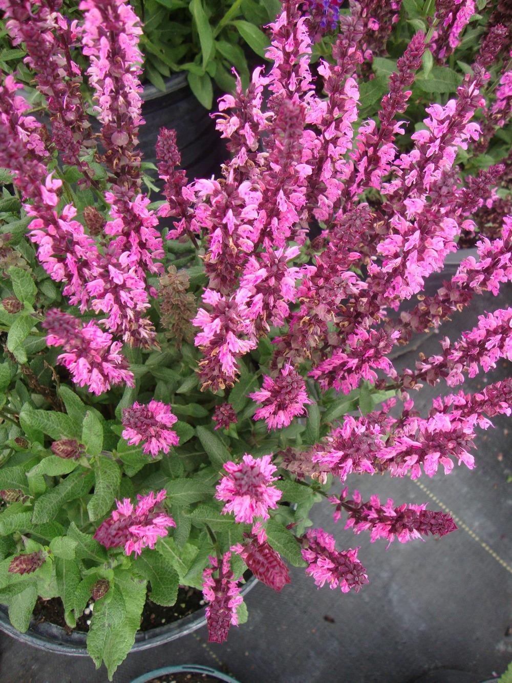 Photo of Perennial Woodland Sage (Salvia nemorosa 'New Dimension Rose') uploaded by Paul2032