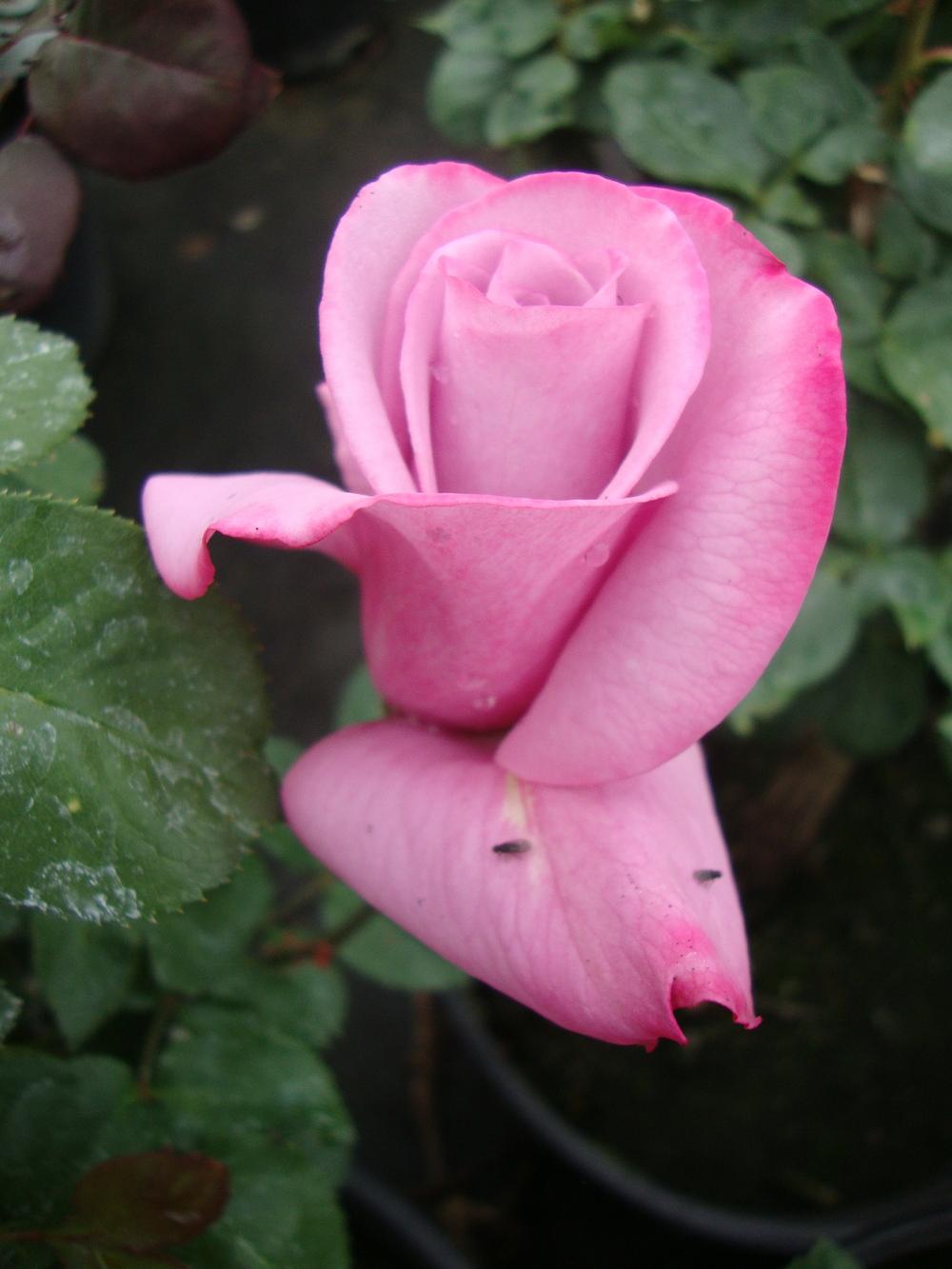 Photo of Rose (Rosa 'Paradise') uploaded by Paul2032