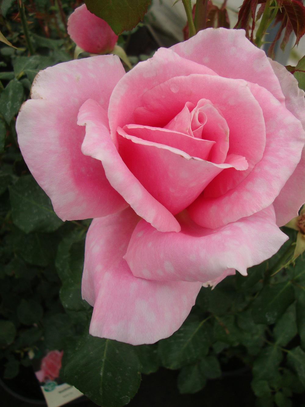 Photo of Rose (Rosa 'Bewitched') uploaded by Paul2032