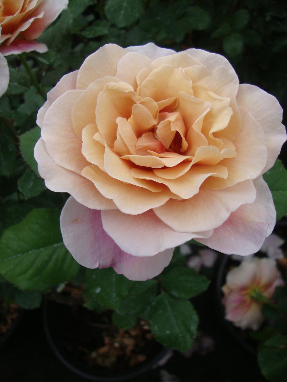 Photo of Rose (Rosa 'Distant Drums') uploaded by Paul2032