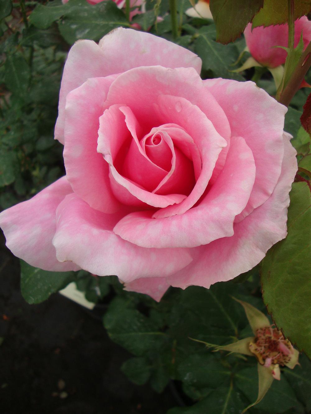 Photo of Rose (Rosa 'Bewitched') uploaded by Paul2032