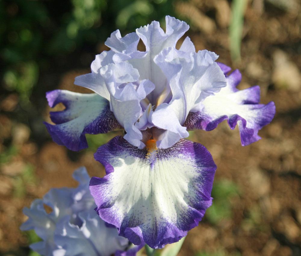 Photo of Tall Bearded Iris (Iris 'Painted from Memory') uploaded by Snork