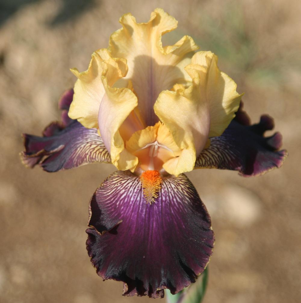 Photo of Tall Bearded Iris (Iris 'Devil's Riot') uploaded by Snork