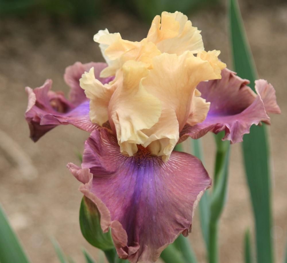Photo of Tall Bearded Iris (Iris 'Show Your Colours') uploaded by Snork