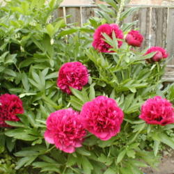 Location: CZ Sirem My garden 18 cm bloom
Date: 4000-05-24