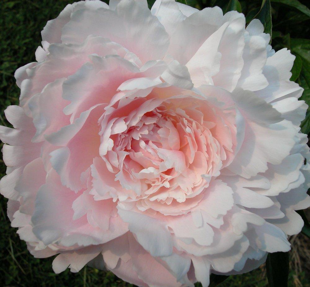 Photo of Chinese Peony (Paeonia lactifora 'Mrs. Franklin D. Roosevelt') uploaded by admin