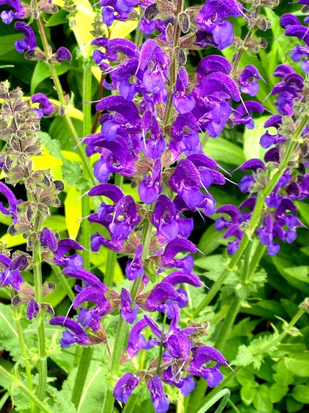 Photo of Salvia (Salvia pratensis Ballet™ Twilight Serenade) uploaded by bxncbx