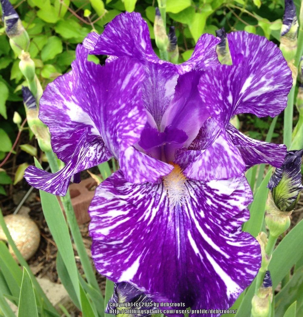 Photo of Border Bearded Iris (Iris 'Batik') uploaded by debsroots