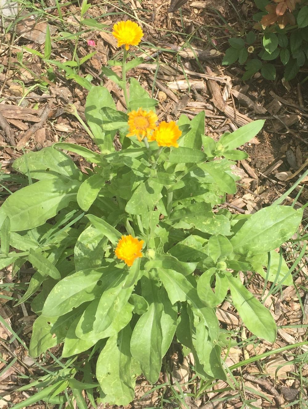 Photo of Pot Marigold (Calendula officinalis) uploaded by jcole96