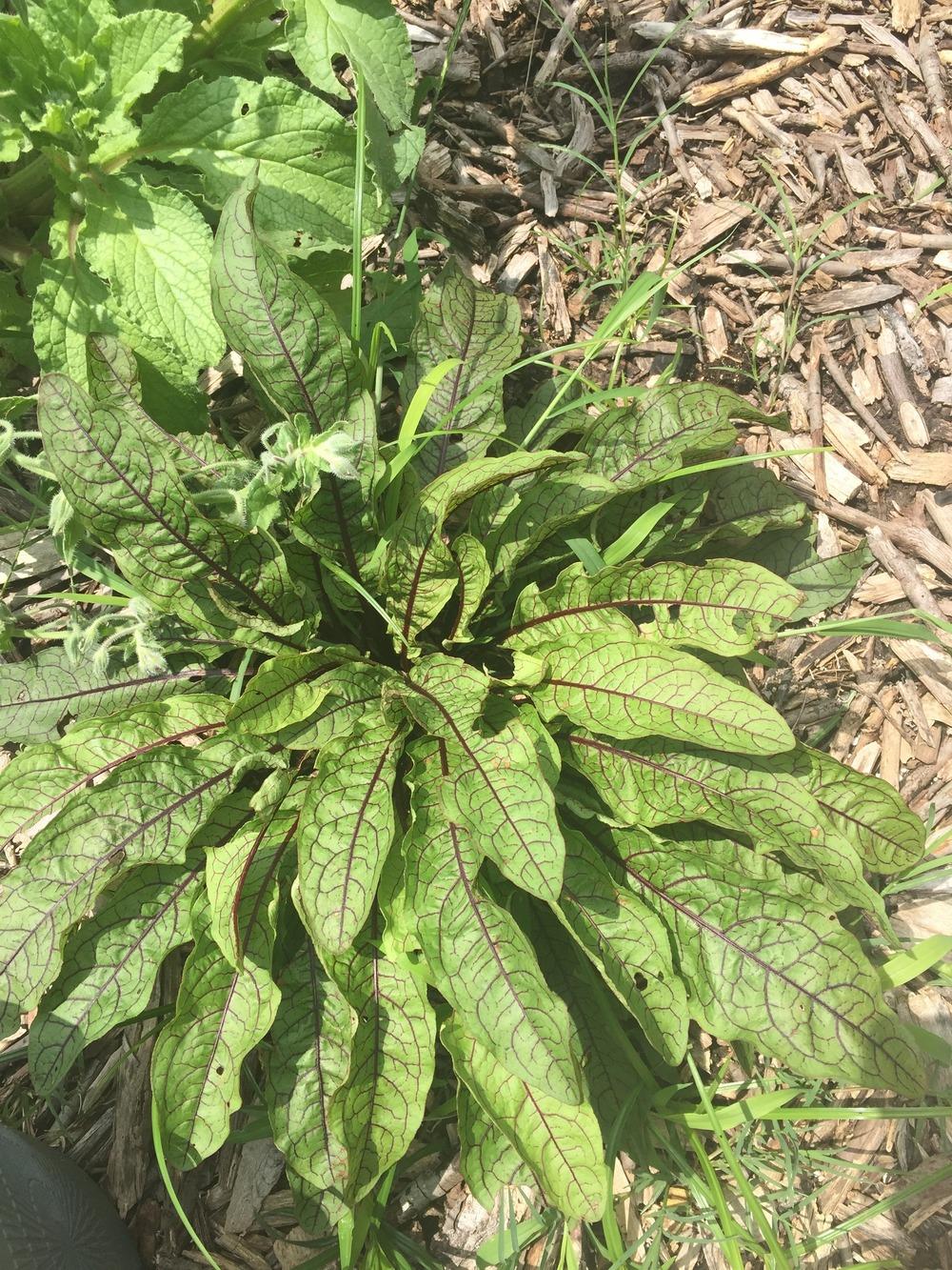 Photo of Red-Veined Sorrel (Rumex sanguineus) uploaded by jcole96