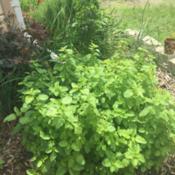 My lemon balm returning from last year - love to make tea from th
