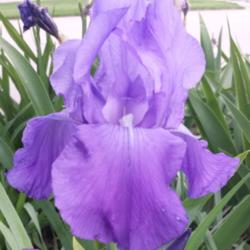 Location: Front Iris garden
Date: 2015-05-22
Violet Harmony