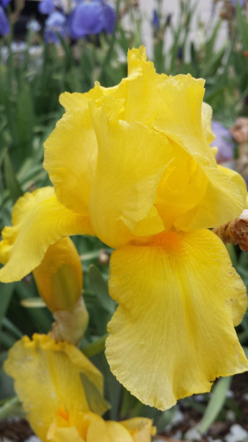 Photo of Tall Bearded Iris (Iris 'Ola Kala') uploaded by ColoradoNan