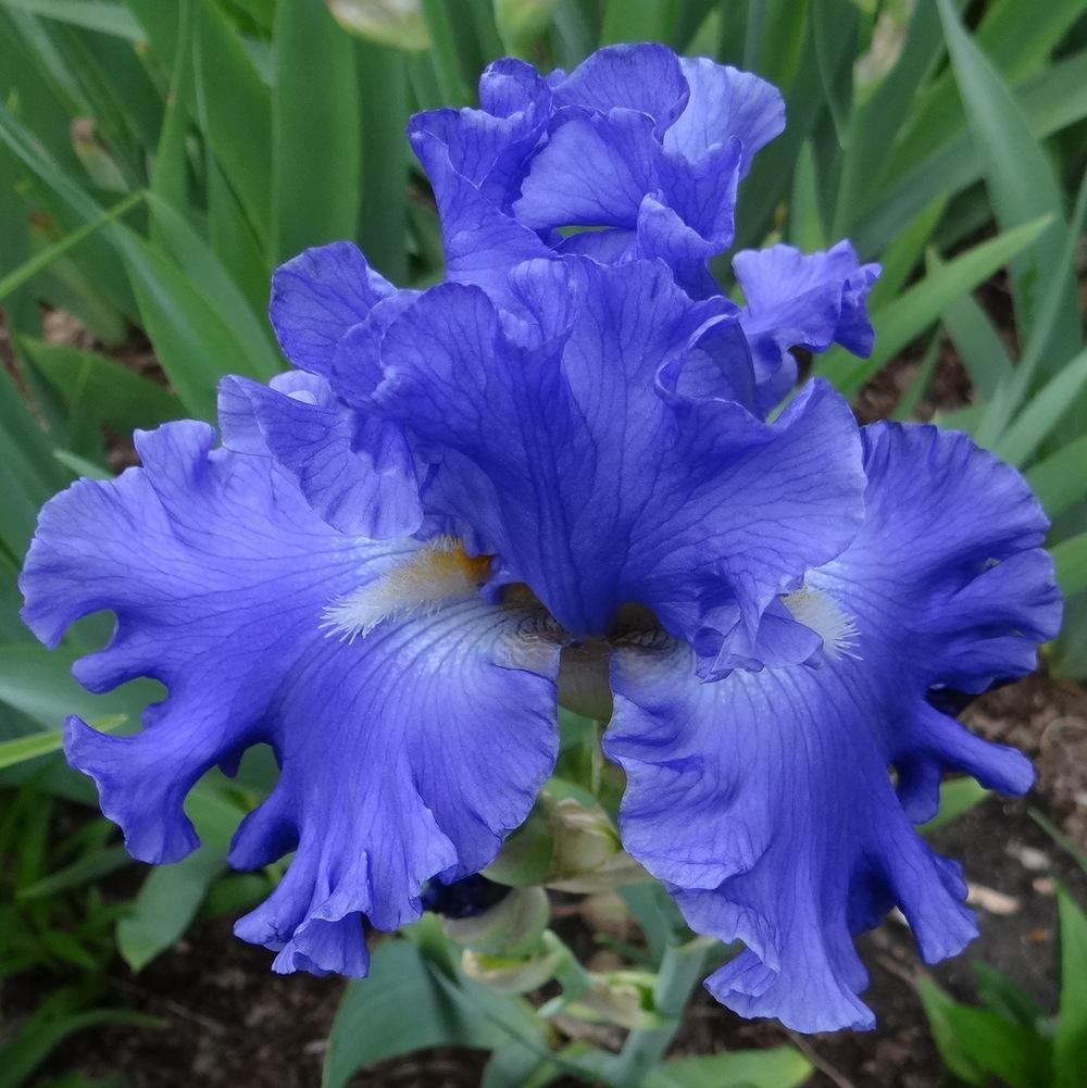 Photo of Tall Bearded Iris (Iris 'Yaquina Blue') uploaded by stilldew