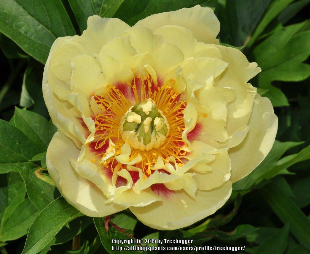 Photo of Intersectional Peony (Paeonia 'Prairie Charm') uploaded by treehugger