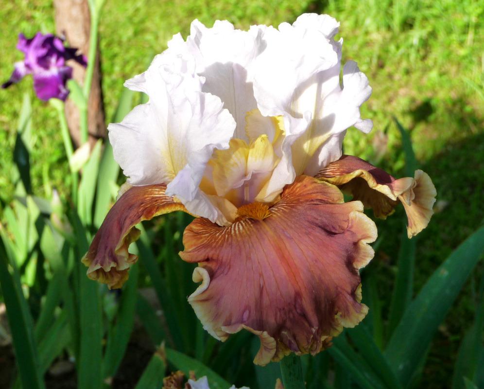 Photo of Tall Bearded Iris (Iris 'Urban Cowgirl') uploaded by Lestv