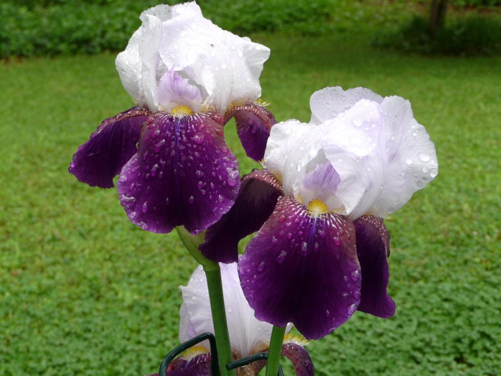 Photo of Tall Bearded Iris (Iris 'Helen Collingwood') uploaded by Lestv