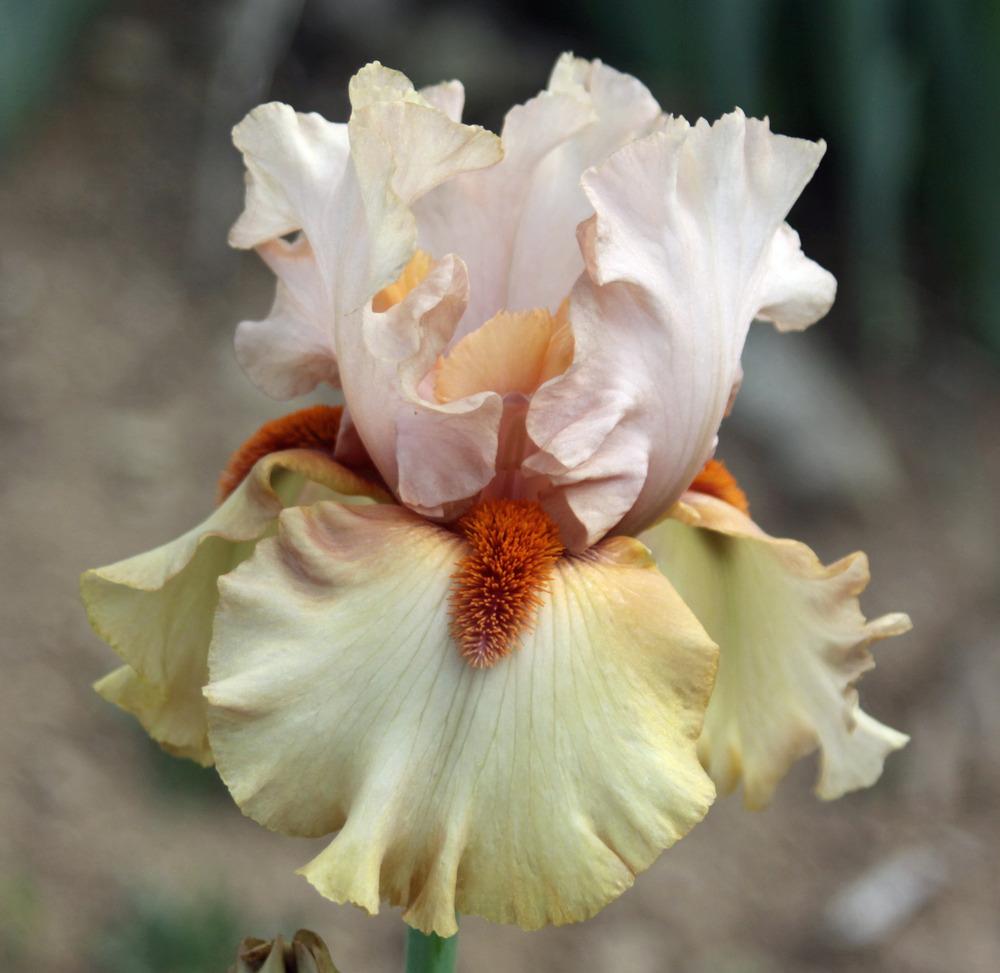 Photo of Tall Bearded Iris (Iris 'Tobacco Chew') uploaded by Snork