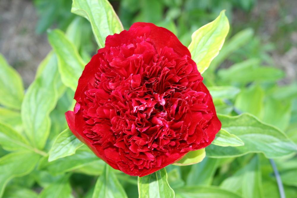 Photo of Peony (Paeonia 'Red Charm') uploaded by SueB