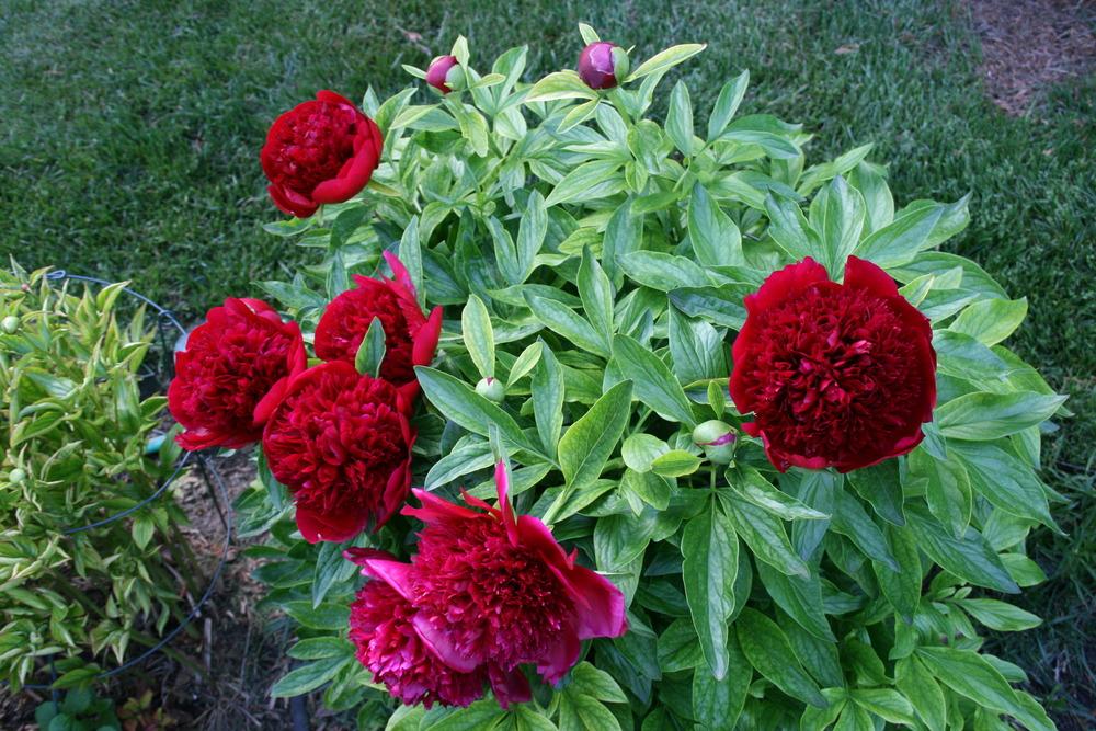 Photo of Peony (Paeonia 'Red Charm') uploaded by SueB