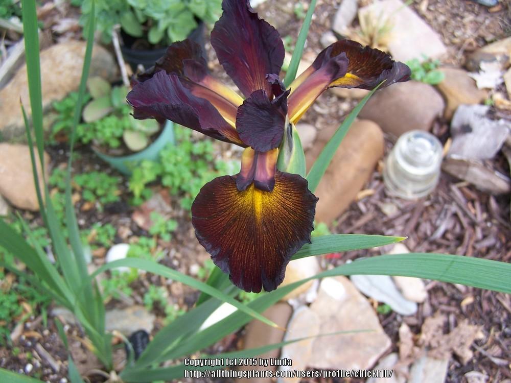 Photo of Spuria Iris (Iris 'Sultan's Sash') uploaded by chickhill