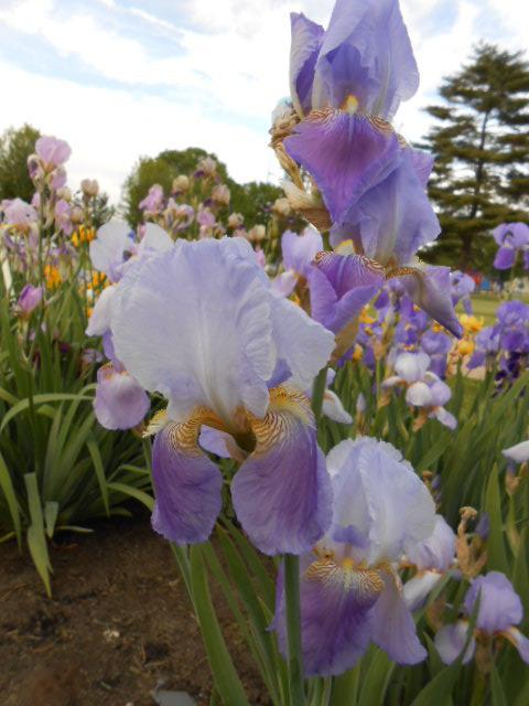 Photo of Tall Bearded Iris (Iris 'Ballerine') uploaded by crowrita1