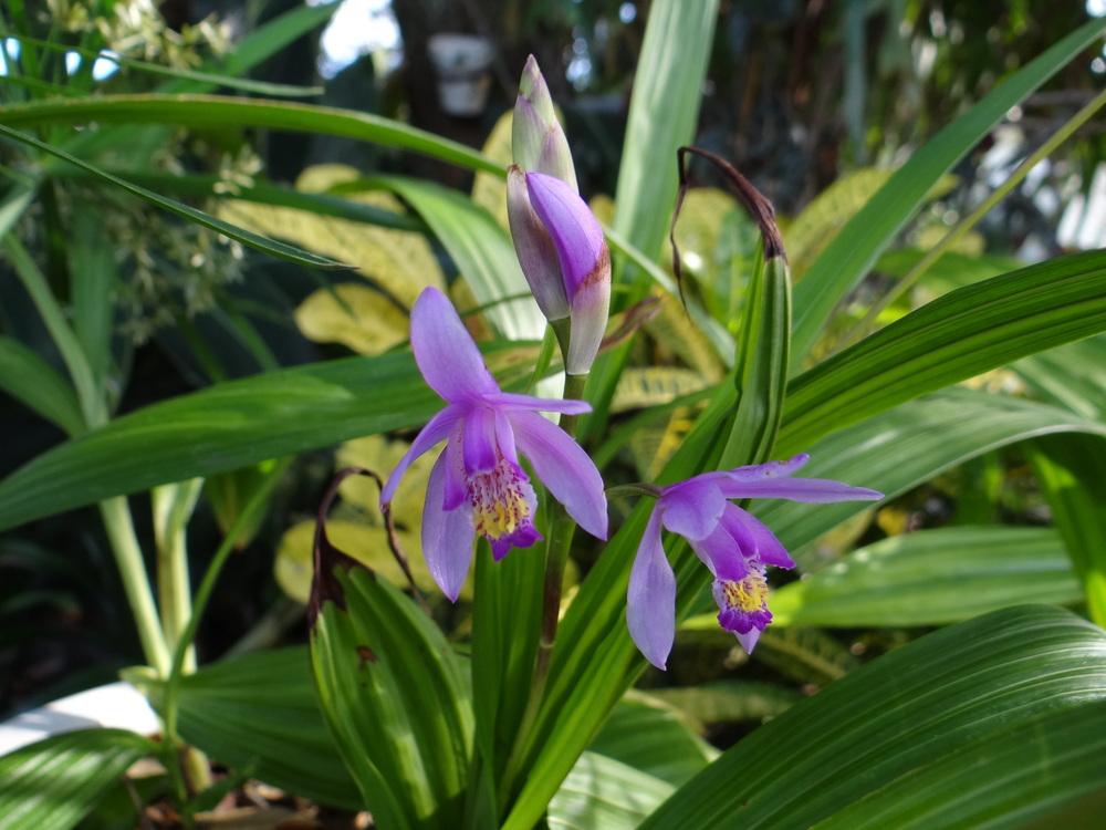 Photo of Hardy Ground Orchid (Bletilla Yokohama 'Kate') uploaded by hawkarica