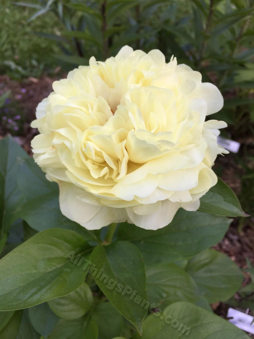 Photo of Herbaceous Peony (Paeonia 'Melissa') uploaded by magnolialover
