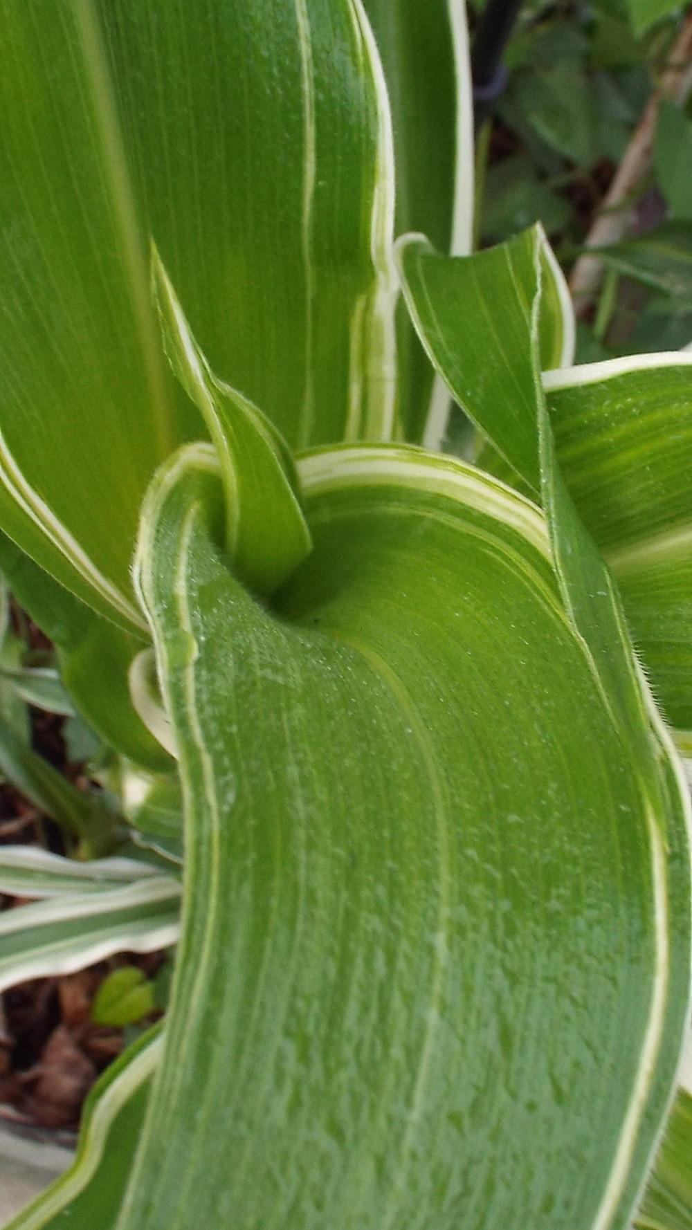 Photo of Ornamental Corn (Zea mays subsp. mays 'Tiger Cub') uploaded by poisondartfrog