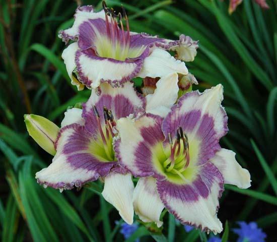 Photo of Daylily (Hemerocallis 'Blueberries and Cream') uploaded by shive1